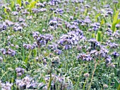 PHACELIA TANACETIFOLIA, FERN-LEAF PHACELIA