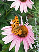 POLYGONIA C-ALBUM, COMMA BUTTERFLY, FEEDING ON ECHINACEA PURPUREA MAGNUS