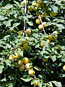 PRUNUS CERASIFERA, MYROBALAN, CHERRY PLUM, NATIVE TREE, USED FOR HEDGING AND AS A PLUM ROOTSTOCK