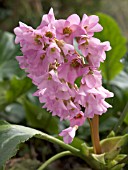 BERGENIA CORDIFOLIA