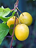 PRUNUS CERASIFERA, MYROBALAN, CHERRY PLUM, NATIVE TREE, USED FOR HEDGING AND AS A PLUM ROOTSTOCK