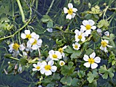 RANUNCULUS AQUATILIS, WATER CROWFOOT, NATIVE WATER WEED