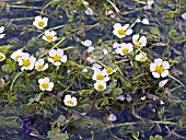 RANUNCULUS AQUATILIS, WATER CROWFOOT, NATIVE WATER WEED