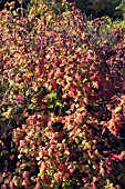 RIBES MANDSCHURICUM, ORNAMENTAL CURRANT