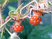 RUBUS TRICOLOR, EVERGREEN SCRAMBLER, FRUITS