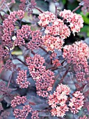 SEDUM HESTER