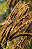 SETARIA PUMILA, ORNAMENTAL BRISTLE-GRASS