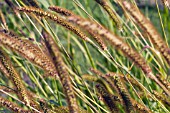 SETARIA PUMILA, ORNAMENTAL BRISTLE-GRASS