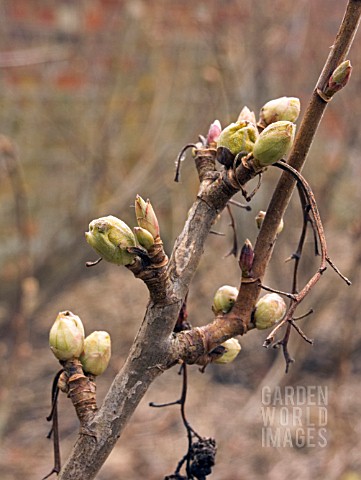 BIG_BUD_MITE_ON_BLACKCURRANT_BALDWIN