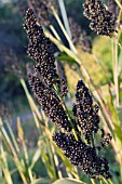 SORGHUM NIGRUM, BLACK SORGHUM, ORNAMENTAL GRASS