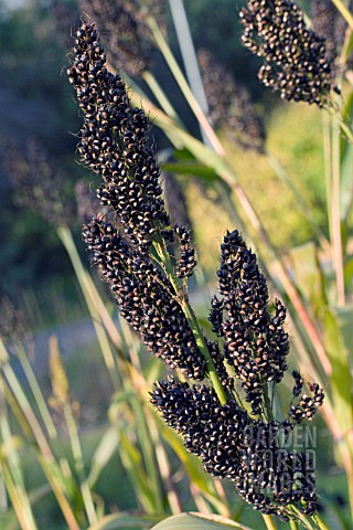 SORGHUM_NIGRUM_BLACK_SORGHUM_ORNAMENTAL_GRASS