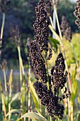 SORGHUM NIGRUM, BLACK SORGHUM, ORNAMENTAL GRASS