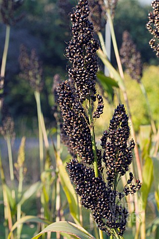 SORGHUM_NIGRUM_BLACK_SORGHUM_ORNAMENTAL_GRASS