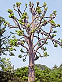 TILIA PLATYPHYLLOS, POLLARDED LIME TREE