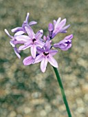 TULBAGHIA VIOLACEA, HARDY BULB