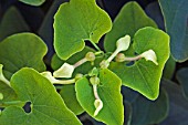 ARISTOLOCHIA CLEMATITIS