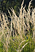 CALAMAGROSTIS PURPUREA, ORNAMENTAL SMALL-REED