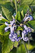 CLEMATIS HERACLIFOLIA