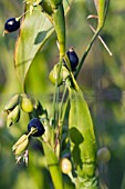 COIX LACRYMA-JOBI, ORNAMENTAL GRASS, JOBS TEARS