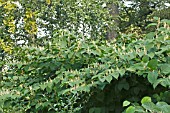 FALLOPIA JAPONICA, JAPANESE KNOTWEED,