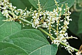 FALLOPIA JAPONICA, JAPANESE KNOTWEED