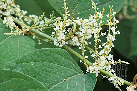 FALLOPIA_JAPONICA_JAPANESE_KNOTWEED