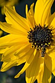 HELIANTHUS ATRORUBENS, HARDY PERENNIAL