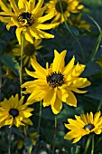HELIANTHUS ATRORUBENS