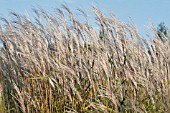 MISCANTHUS SACCHARIFLORUS, PERENNIAL GRASS