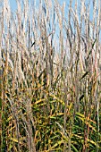 MISCANTHUS SACCHARIFLORUS, PERENNIAL GRASS