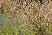 MOLINIA CAERULEA