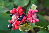 PAEONIA MLOKOSEWITSCHII, SEEDPOD,