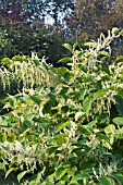 PERSICARIA WEYRICHII