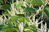 PERSICARIA WEYRICHII