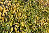 PRINSEPIA SINENSIS,  AUTUMN COLOUR