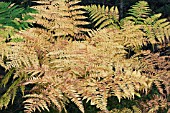 PTERIDIUM AQUILINUM, BRACKEN, AUTUMN COLOUR