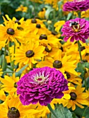 ZINNEA PURPLE DREAM & RUDBECKIA MARMALADE