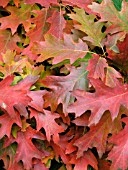 QUERCUS RUBRA (RED OAK) AUTUMN LEAVES