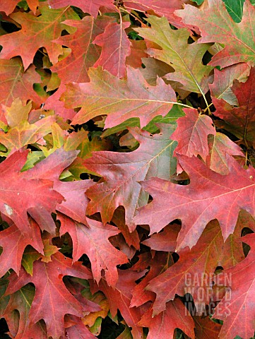 QUERCUS_RUBRA_RED_OAK_AUTUMN_LEAVES