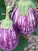 SOLANUM MELONGENA CALLIOPE, AUBERGINE