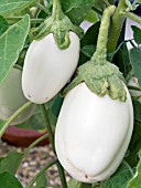 SOLANUM MELONGENA CLARA, AUBERGINE