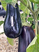 SOLANUM MELONGENA FALCON, AUBERGINE