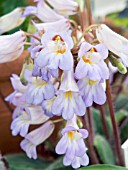 CHIRITA SINENSIS, TENDER GREENHOUSE POT PLANT