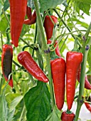 CAPSICUM ANNUUM, HOT PEPPER CYCLON