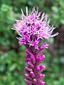 LIATRIS SPICATA