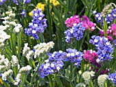 LIMONIUM SINUATUM, (EVERLASTING FLOWER)