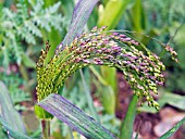 PANICUM MILIACEUM VIOLACEUM,