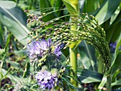 PHACELIA TANACETIFOLIA & PANICUM MILIACEUM VIOLACEUM