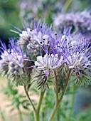 PHACELIA TANACETIFOLIA, FERN-LEAF PHACELIA