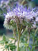 PHACELIA TANACETIFOLIA, FERN-LEAF PHACELIA